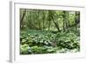 Wild Rhubarb in Macintosh Park, Knaresborough, Yorkshire, England, United Kingdom, Europe-Mark Sunderland-Framed Photographic Print