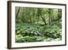 Wild Rhubarb in Macintosh Park, Knaresborough, Yorkshire, England, United Kingdom, Europe-Mark Sunderland-Framed Photographic Print