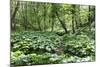 Wild Rhubarb in Macintosh Park, Knaresborough, Yorkshire, England, United Kingdom, Europe-Mark Sunderland-Mounted Photographic Print