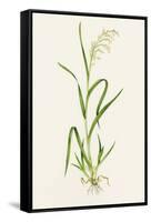 Wild Rice (Zizania Aquatica)-Lizzie Harper-Framed Stretched Canvas