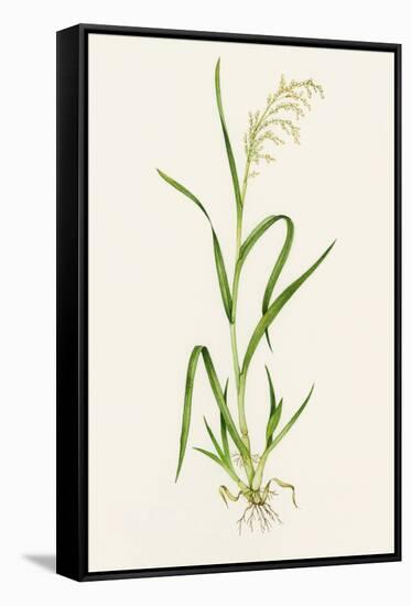 Wild Rice (Zizania Aquatica)-Lizzie Harper-Framed Stretched Canvas