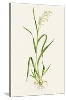 Wild Rice (Zizania Aquatica)-Lizzie Harper-Stretched Canvas