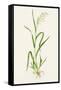 Wild Rice (Zizania Aquatica)-Lizzie Harper-Framed Stretched Canvas