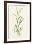 Wild Rice (Zizania Aquatica)-Lizzie Harper-Framed Photographic Print