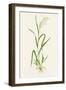 Wild Rice (Zizania Aquatica)-Lizzie Harper-Framed Photographic Print