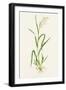 Wild Rice (Zizania Aquatica)-Lizzie Harper-Framed Photographic Print