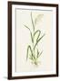 Wild Rice (Zizania Aquatica)-Lizzie Harper-Framed Photographic Print