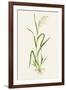 Wild Rice (Zizania Aquatica)-Lizzie Harper-Framed Photographic Print