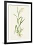 Wild Rice (Zizania Aquatica)-Lizzie Harper-Framed Photographic Print