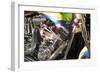 Wild Ride I-Alan Hausenflock-Framed Photographic Print