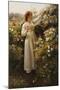 Wild Rose, 1908 (Oil on Canvas)-Robert Payton Reid-Mounted Giclee Print