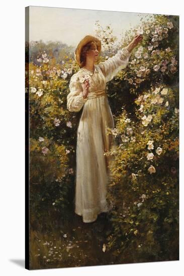 Wild Rose, 1908 (Oil on Canvas)-Robert Payton Reid-Stretched Canvas