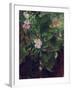 Wild Rose and Grape Vine, Study from Nature, 1871-John La Farge-Framed Giclee Print