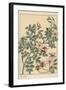 Wild Rose Botanical Study, 1897 (Lithograph)-Eugene Grasset-Framed Giclee Print