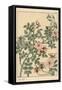 Wild Rose Botanical Study, 1897 (Lithograph)-Eugene Grasset-Framed Stretched Canvas