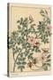 Wild Rose Botanical Study, 1897 (Lithograph)-Eugene Grasset-Stretched Canvas