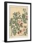 Wild Rose Botanical Study, 1897 (Lithograph)-Eugene Grasset-Framed Giclee Print