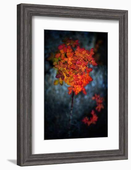 Wild Rose Bush in October-Ursula Abresch-Framed Photographic Print