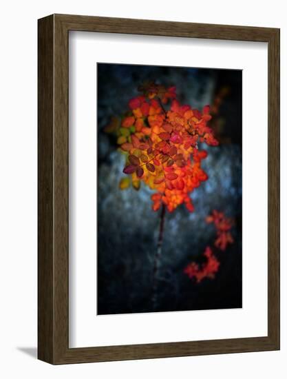 Wild Rose Bush in October-Ursula Abresch-Framed Photographic Print