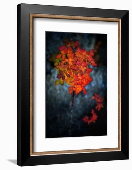 Wild Rose Bush in October-Ursula Abresch-Framed Photographic Print