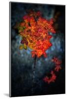 Wild Rose Bush in October-Ursula Abresch-Mounted Photographic Print