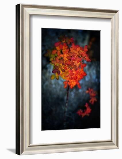 Wild Rose Bush in October-Ursula Abresch-Framed Photographic Print