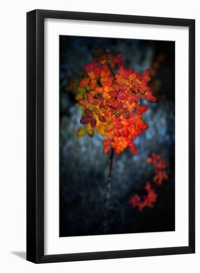 Wild Rose Bush in October-Ursula Abresch-Framed Photographic Print