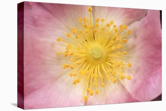 Wild Rose Flower Close-Up of Centre-null-Stretched Canvas