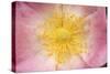 Wild Rose Flower Close-Up of Centre-null-Stretched Canvas