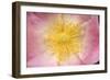 Wild Rose Flower Close-Up of Centre-null-Framed Photographic Print