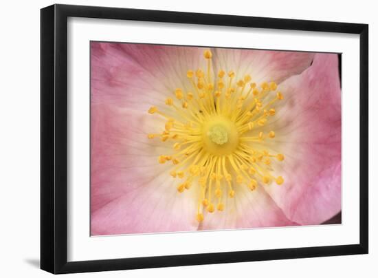 Wild Rose Flower Close-Up of Centre-null-Framed Photographic Print