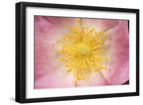 Wild Rose Flower Close-Up of Centre-null-Framed Photographic Print