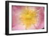 Wild Rose Flower Close-Up of Centre-null-Framed Photographic Print