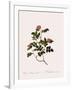 Wild Rose of the Woods-Pierre Joseph Redoute-Framed Giclee Print