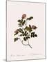 Wild Rose of the Woods-Pierre Joseph Redoute-Mounted Giclee Print