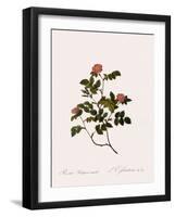 Wild Rose of the Woods-Pierre Joseph Redoute-Framed Giclee Print