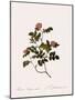 Wild Rose of the Woods-Pierre Joseph Redoute-Mounted Giclee Print