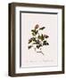 Wild Rose of the Woods-Pierre Joseph Redoute-Framed Giclee Print