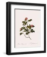 Wild Rose of the Woods-Pierre Joseph Redoute-Framed Giclee Print