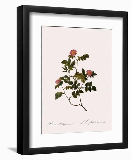 Wild Rose of the Woods-Pierre Joseph Redoute-Framed Giclee Print