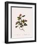 Wild Rose of the Woods-Pierre Joseph Redoute-Framed Giclee Print