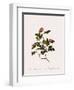 Wild Rose of the Woods-Pierre Joseph Redoute-Framed Giclee Print