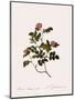 Wild Rose of the Woods-Pierre Joseph Redoute-Mounted Giclee Print