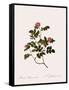 Wild Rose of the Woods-Pierre Joseph Redoute-Framed Stretched Canvas