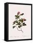 Wild Rose of the Woods-Pierre Joseph Redoute-Framed Stretched Canvas