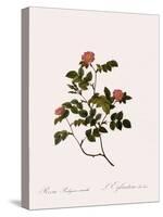 Wild Rose of the Woods-Pierre Joseph Redoute-Stretched Canvas