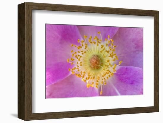 Wild Rose, Rosa acicularis, Palouse region, Washington State.-Adam Jones-Framed Photographic Print