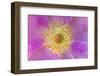 Wild Rose, Rosa acicularis, Palouse region, Washington State.-Adam Jones-Framed Photographic Print