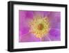 Wild Rose, Rosa acicularis, Palouse region, Washington State.-Adam Jones-Framed Photographic Print