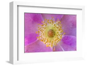 Wild Rose, Rosa acicularis, Palouse region, Washington State.-Adam Jones-Framed Photographic Print